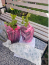 Review by Юлія Plantsvovk.com.ua