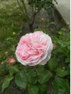 Review by Ганна Plantsvovk.com.ua