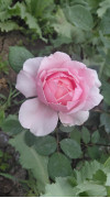 Review by Олена Plantsvovk.com.ua