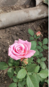 Review by Ірина Plantsvovk.com.ua