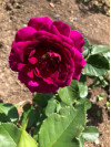 Review by Інна Plantsvovk.com.ua