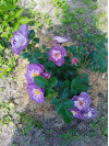 Review by Оксана Plantsvovk.com.ua