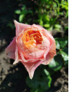 Review by Ольга Plantsvovk.com.ua