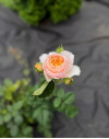 Review by Поліна Plantsvovk.com.ua