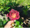 Review by Ольга Plantsvovk.com.ua
