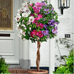 Саджанці Гібіскусу сирійського Tricolor