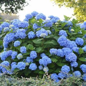 Гортензія великолистна Nikko Blue (Нікко Блу)