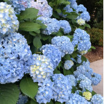Гортензія широколистна Nikko Blue (Нікко Блу)