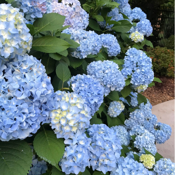Гортензія широколистна Nikko Blue (Нікко Блу)