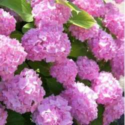 Саджанці гортензії широколистної Sharona