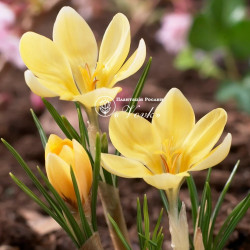 Крокус Romance Крокус Romance