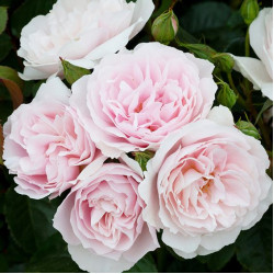 Саджанці троянди Наташа Річардсон 