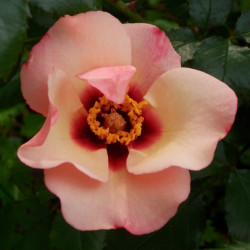 Саджанець троянди Принцеса Фінікійська