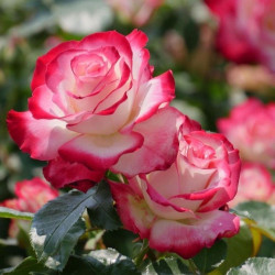 Саженцы розы Ювилей принца Монако