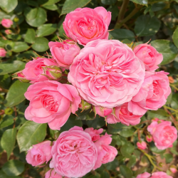 Саджанці троянди Байландо