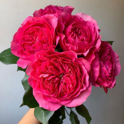 Саджанець троянди Баронеса