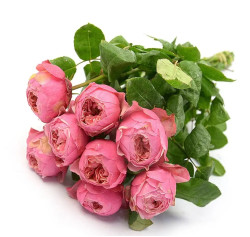 Саженцы розы Пинк Вувузела