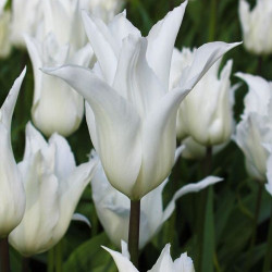 Тюльпан White Triumphator Тюльпан White Triumphator