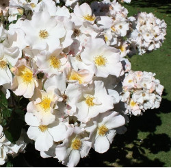 Саженцы розы Салли Холмс