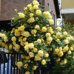 Саджанці троянди Голден Шоуерс