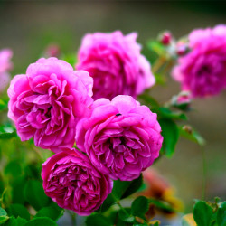 Саджанець троянди Меліна