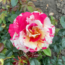 Саджанці троянди Ваніль Фрейз