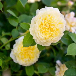 Саджанці троянди Пілігрим