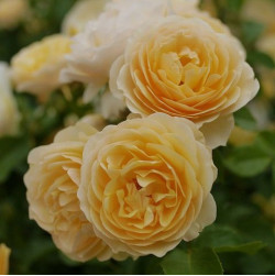 Саженцы розы Грэхам Томас