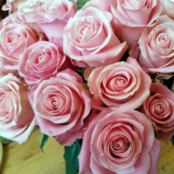 Саженцы розы Хермоса