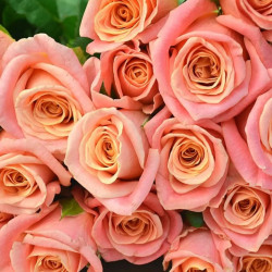 Саженцы розы Мисс Пигги