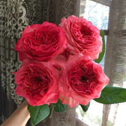 Саженцы розы Корал Рива
