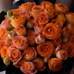 Саженцы розы Джус Сенсейшн