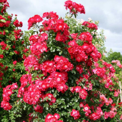 Саджанець троянди Дортмунд