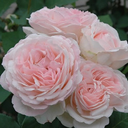 Саджанці троянди Клер Роуз