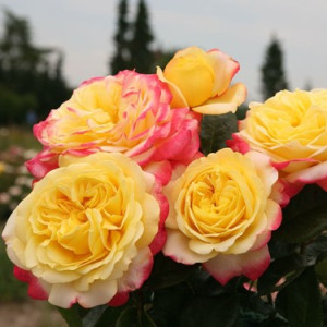 Роза Юбилей Кордеса