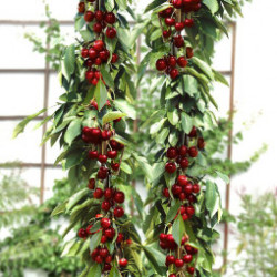 Саджанці колоновидної вишні Сара