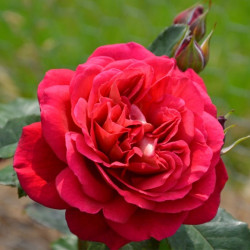 Саджанець троянди Мона Ліза