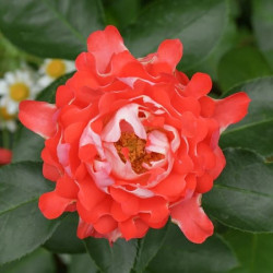 Саджанці троянди Кенді Раффлз