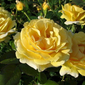 Роза Микеланджело