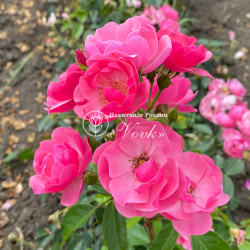 Саджанці троянди Ангела