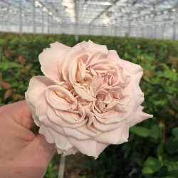 Саджанці троянди Вестмінстер Еббі