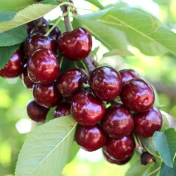 Саженцы черешни Роял Хелен