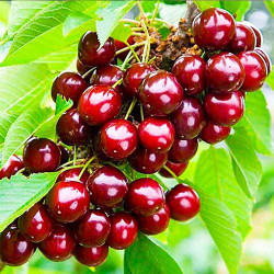 Черешня Майка