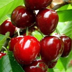 Саженцы черешни Лапинс