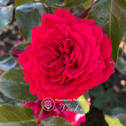 Саджанці троянди Ред Леонардо Да Вінчі