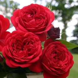 Саженцы розы Роткепхен