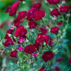 Саджанці троянди Ред Вельвет