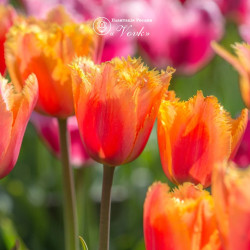 Тюльпан Lambada Тюльпан Lambada