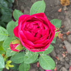 Саженцы розы Аскот