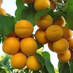 Саженцы абрикоса Мелитопольский ранний